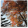 Please click thumb nail to enlarge.