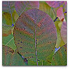 Please click thumb nail to enlarge.