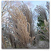 Please click thumb nail to enlarge.