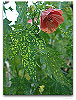 Please click thumb nail to enlarge.