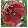 Please click thumb nail to enlarge.