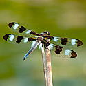 Dragonflies — Damselflies - click to advance