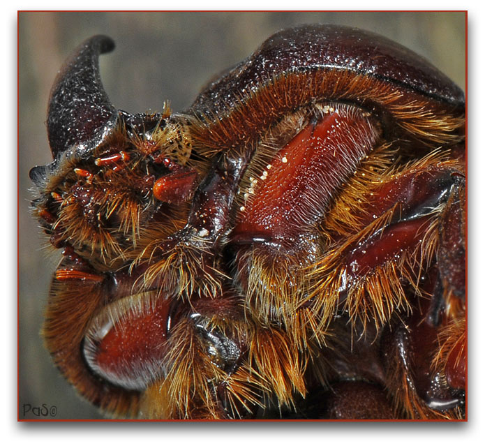 Rhinoceros Beetle DSC_0408.JPG - click to enlarge image