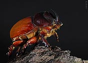 Rhinoceros Beetle -  click to enlarge