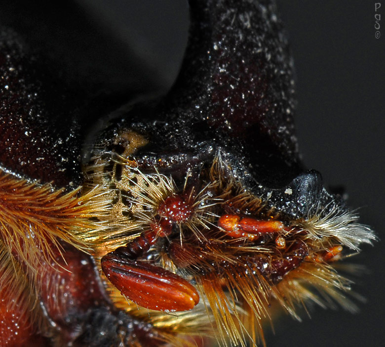 Rhinoceros Beetle DSC_0577.JPG - click to enlarge image