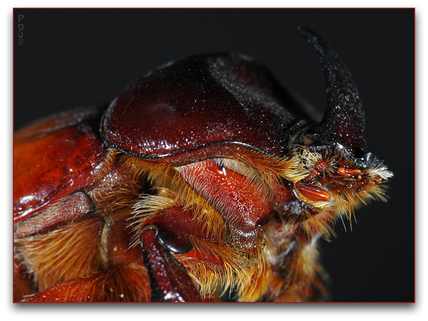 Rhinoceros Beetle DSC_0578.JPG - click to enlarge image