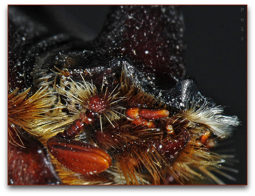 Rhinoceros Beetle DSC_0598.JPG - click to enlarge image