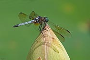 Blue Dasher Dragonfly on Lotus bloom - click to enlarge