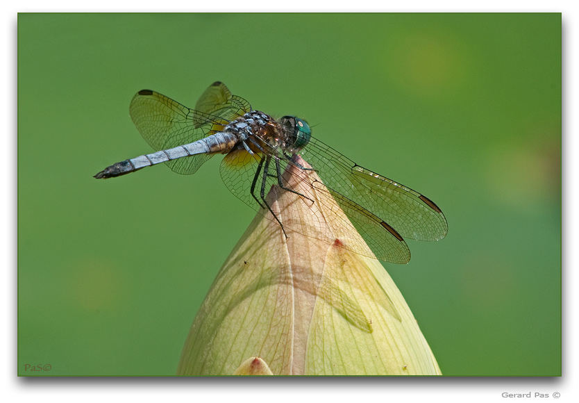 Blue Dasher Dragonfly DSC_08157.JPG - click to enlarge image