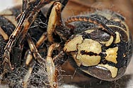 Hornet Sarcophagus - click to enlarge