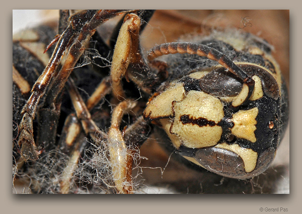 Wasp Sarcophagus DSC_1154.JPG - click to enlarge image