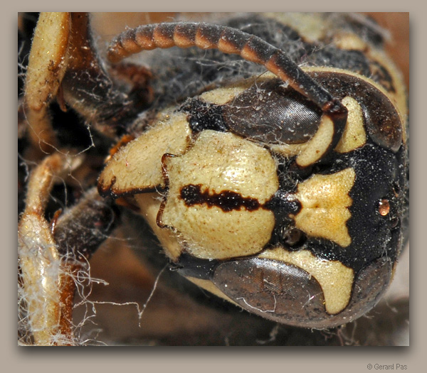 Wasp Sarcophagus DSC_1154.JPG - click to enlarge image