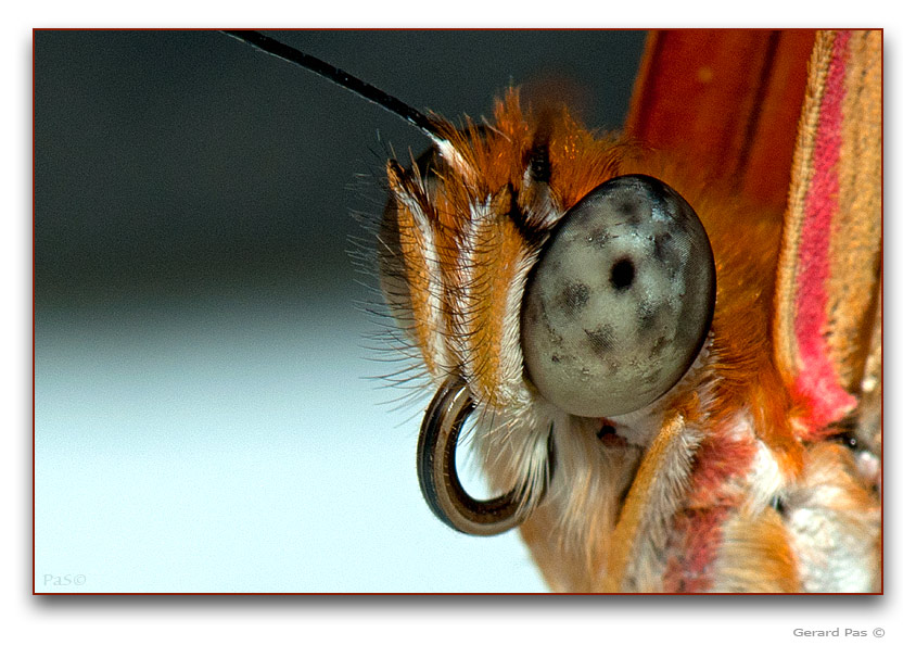 Julia Butterfly - click to enlarge image