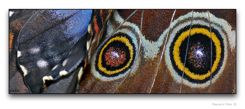 Blue Morpho Butterfly DSC_13383-13777.JPG - click to enlarge image