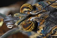 Owl Butterfly emerging from chrysalis - click to enlarge