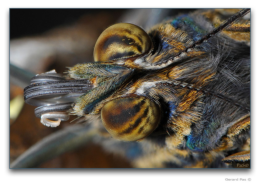 Owl Butterfly - click to enlarge image