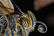 Owl Butterfly emerging from chrysalis - click to enlarge