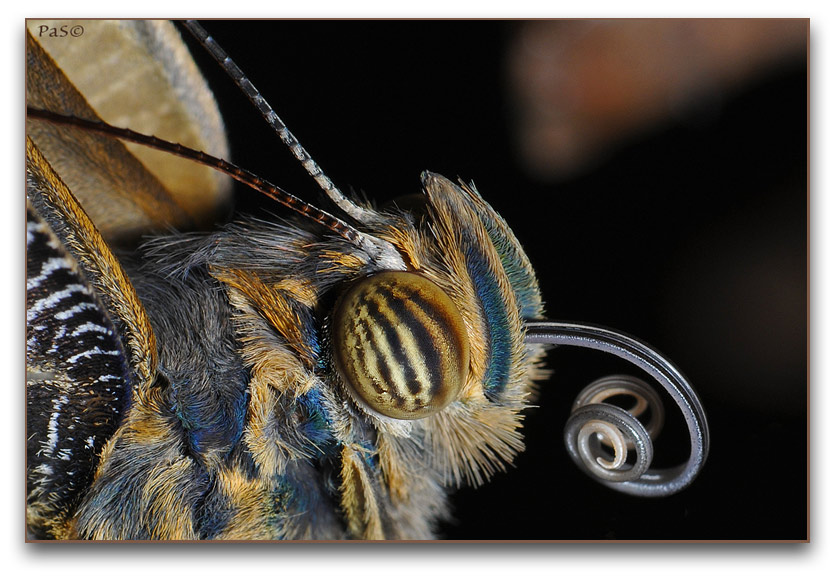 Owl Butterfly - click to enlarge image
