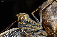 Owl Butterfly emerging from chrysalis - click to enlarge