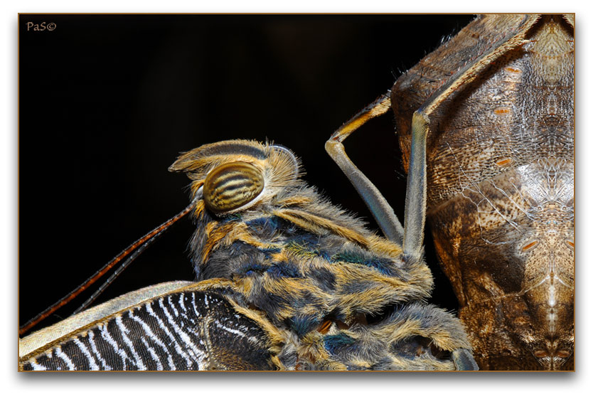 Owl Butterfly - image stack - click to enlarge image