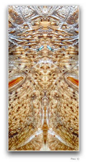 Owl Butterfly - image stack residuals