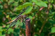 Common Whitetail female - click to enlarge