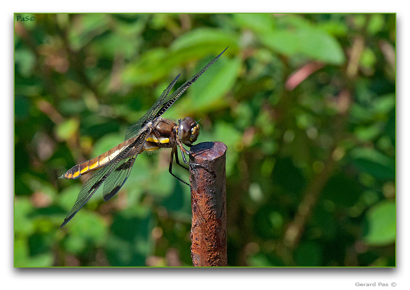 Common Whitetail or Long-tailed Skimmer Dragonfly - click to enlarge image
