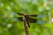 Widow Skimmer Dragonfly - click to enlarge