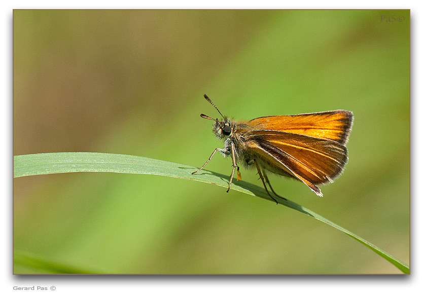 Delaware Skipper Butterfly - click to enlarge image