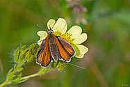 Delaware Skipper Butterfly - click to enlarge