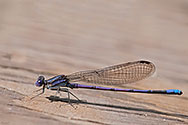 Violet Dancer Damselfy - click to enlarge