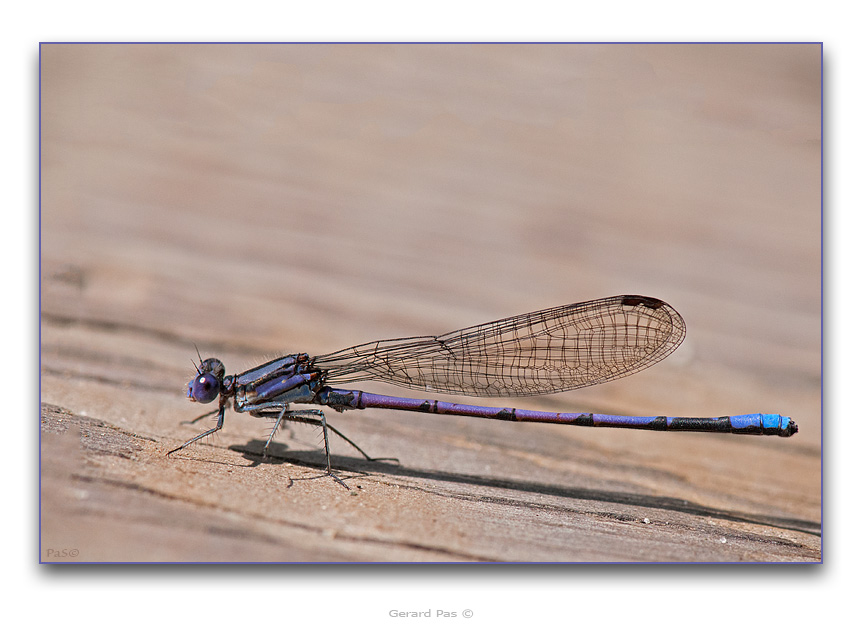 Violet Dancer Damselfly - click to enlarge image