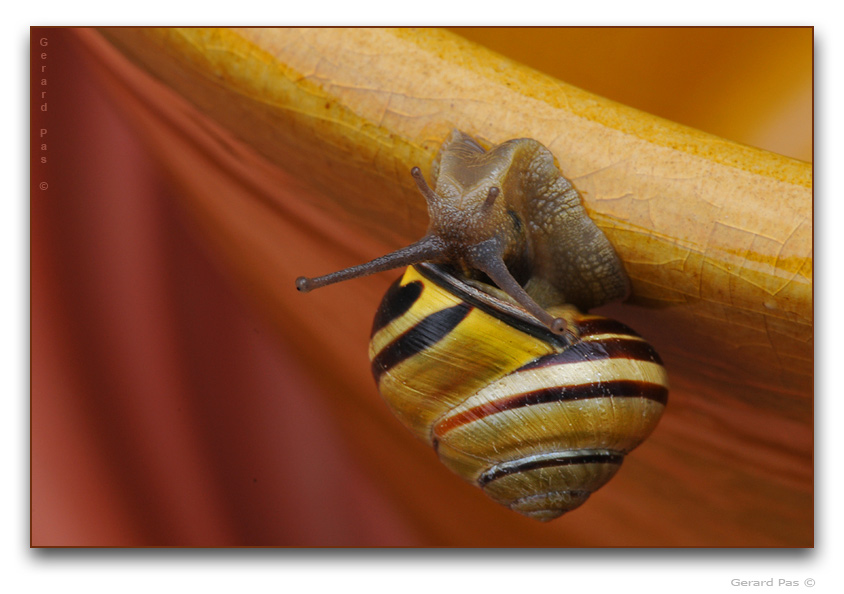 Common Snail DSC_4183.JPG - click to enlarge image