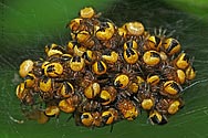 Orb Weaver Spiderlings Nest - click to enlarge