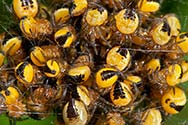 Orb Weaver Spiderlings Nest - click to enlarge