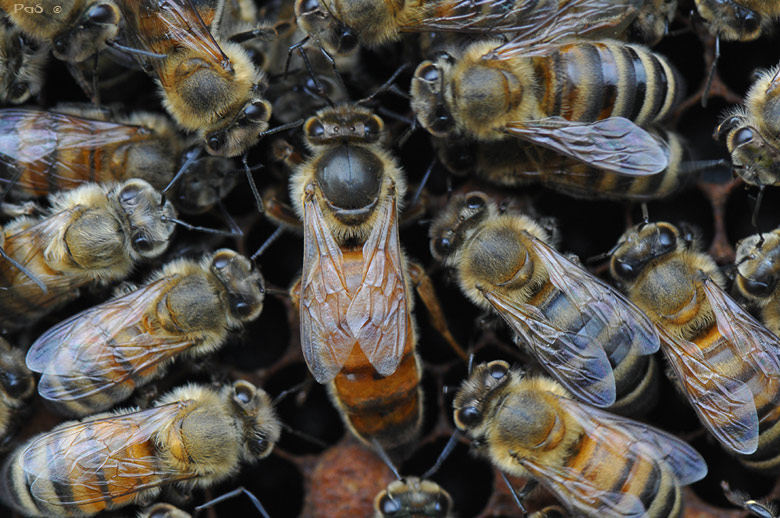 Queen Honey Bee laying eggs with her attendants DSC_7723.JPG - click to enlarge image