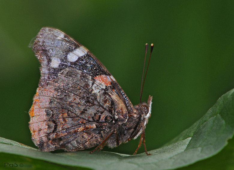 Red Admiral Butterfly DSC_8047.JPG - click to enlarge image