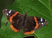 Red Admiral Butterfly - click to enlarge