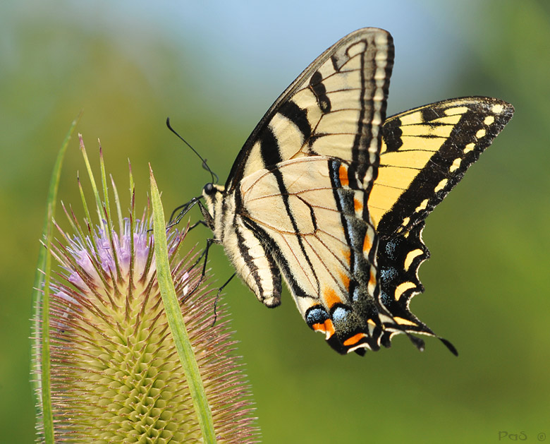 Eastern Tiger Swallowtail Butterfly DSC_8471.JPG - click to enlarge image