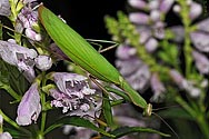 Praying Mantis - click to enlarge