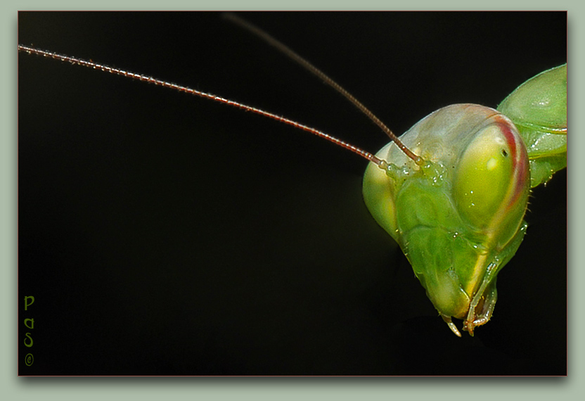 Praying Mantis DSC_9396.JPG - click to enlarge image