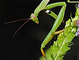 Praying Mantis - click to enlarge