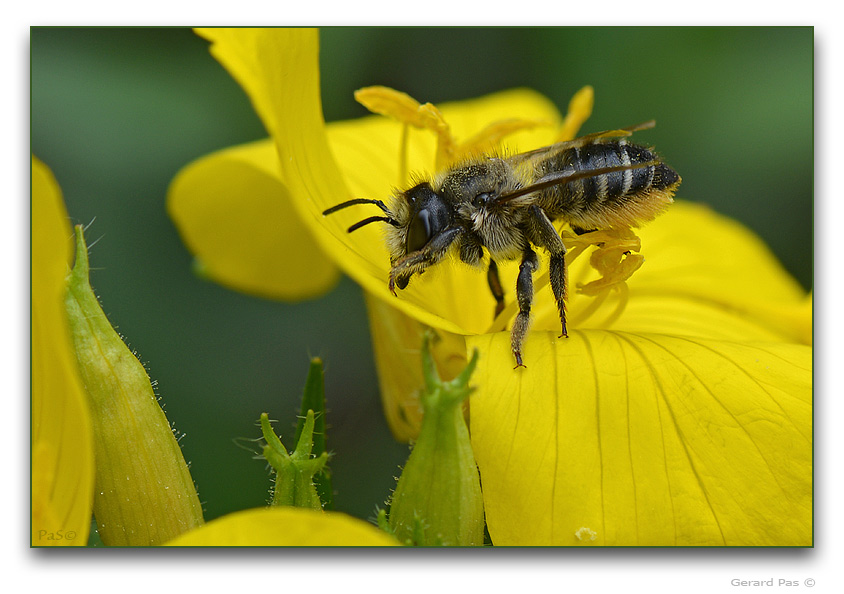 Bee - click to enlarge image