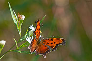 Eastern Comma Butterfly - click to enlarge