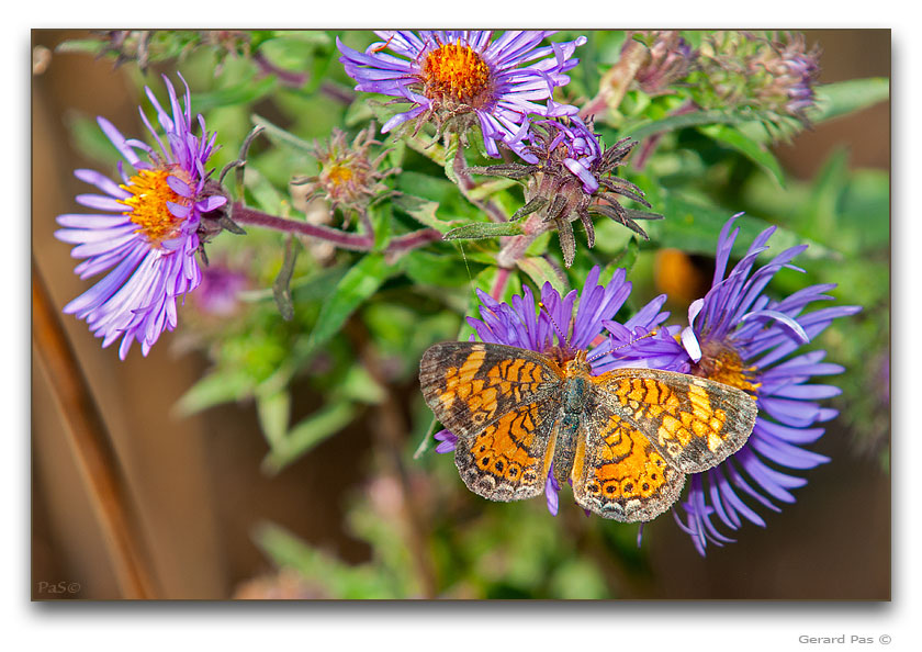 Pearl Crescent Butterfly - click to enlarge image