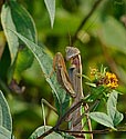 Praying Mantis - click to enlarge