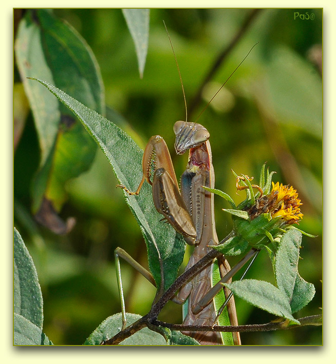 Praying Mantis _DSC10896.JPG - click to enlarge image