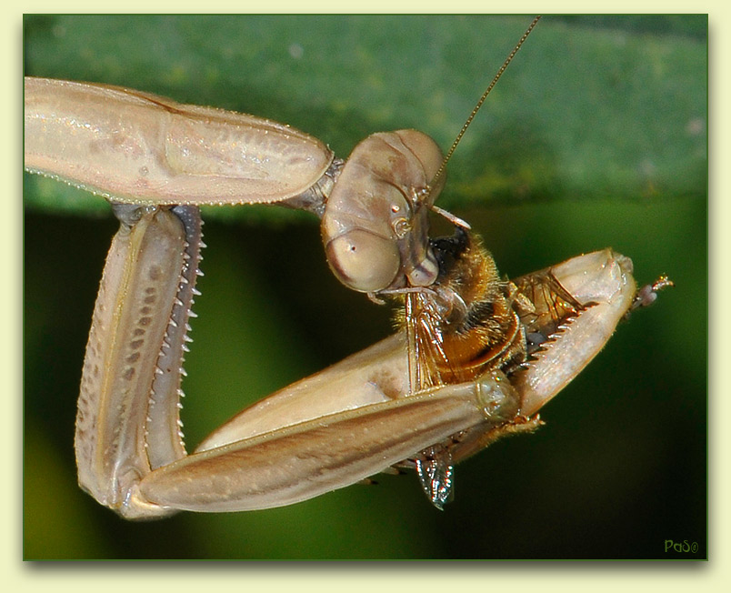 Praying Mantis _DSC10919.JPG - click to enlarge image