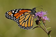 Monarch Butterfly - click to enlarge