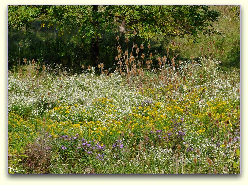 Meadow _DSC10944.JPG - click to enlarge image